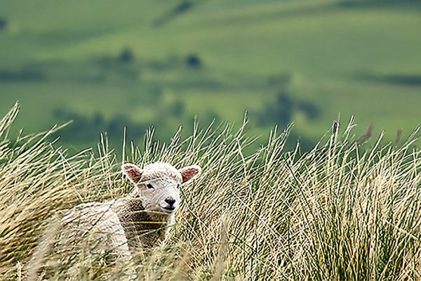 Tile image for Parable of the Lost Sheep